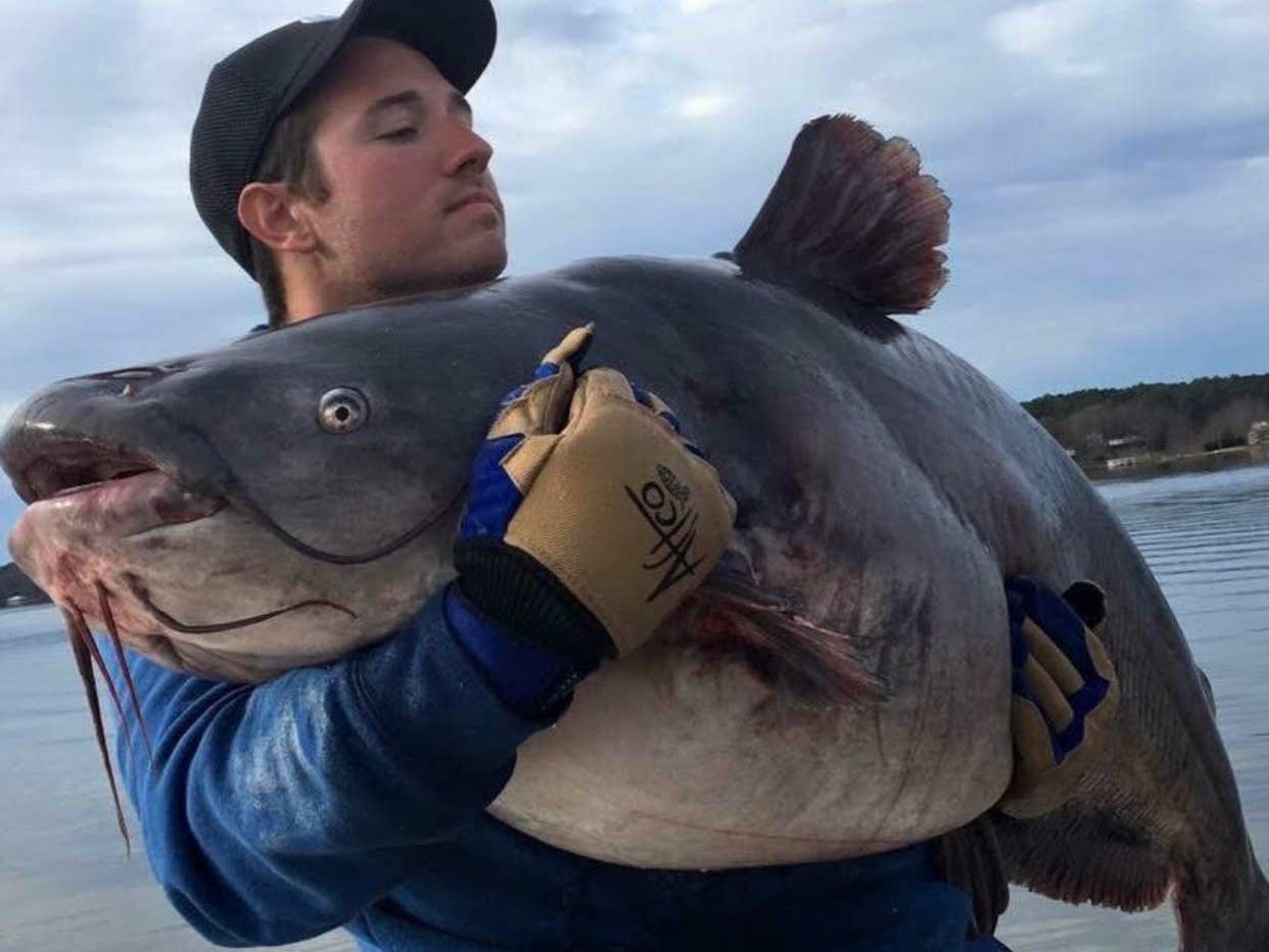 An angler holding up a large blue catfish.