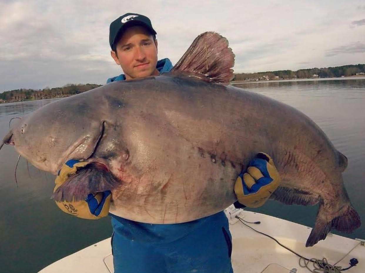 An angler holding up a large blue catfish.