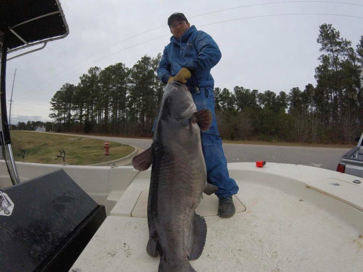 An angler holding up a record Lake Gaston blue catfish.