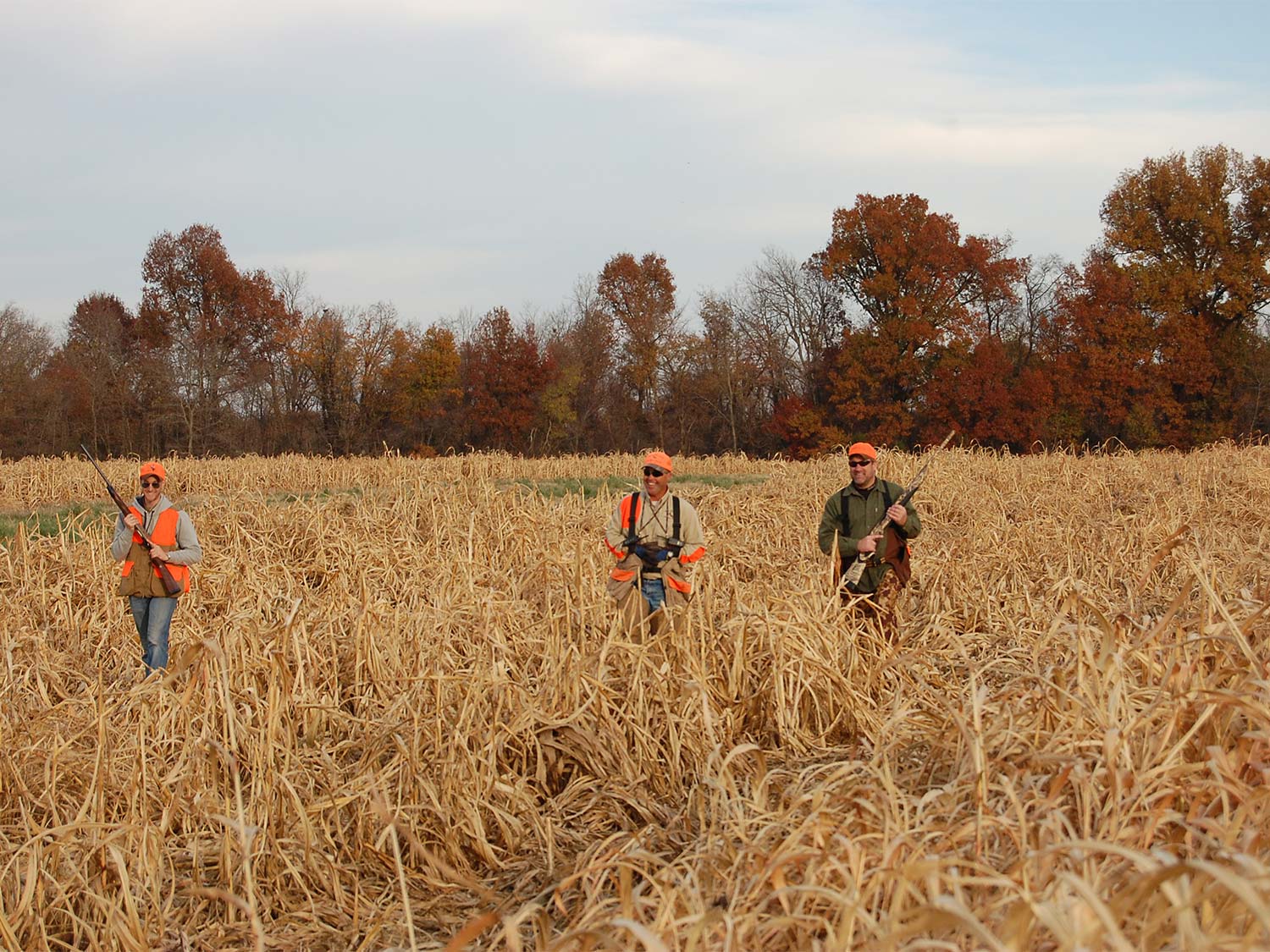 Three hunters walking through a field while bird hunting.