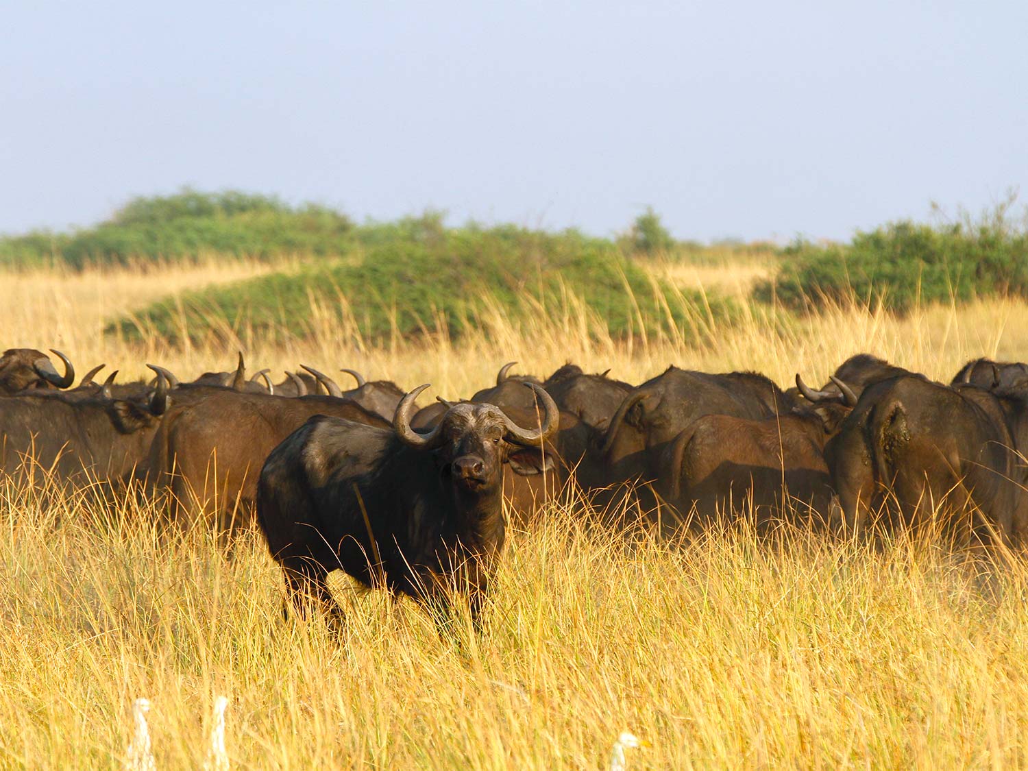 a wild buffalo in an African field.