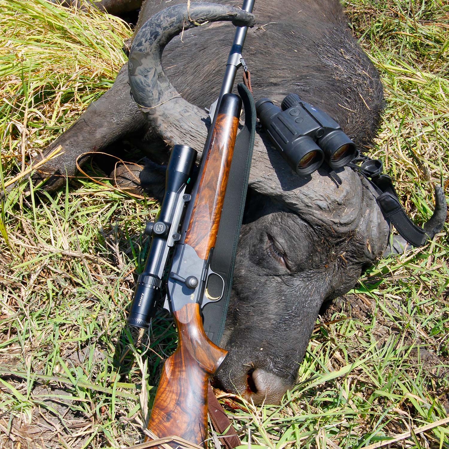 A hunting rifle leaning next to a hunted buffalo on the ground.