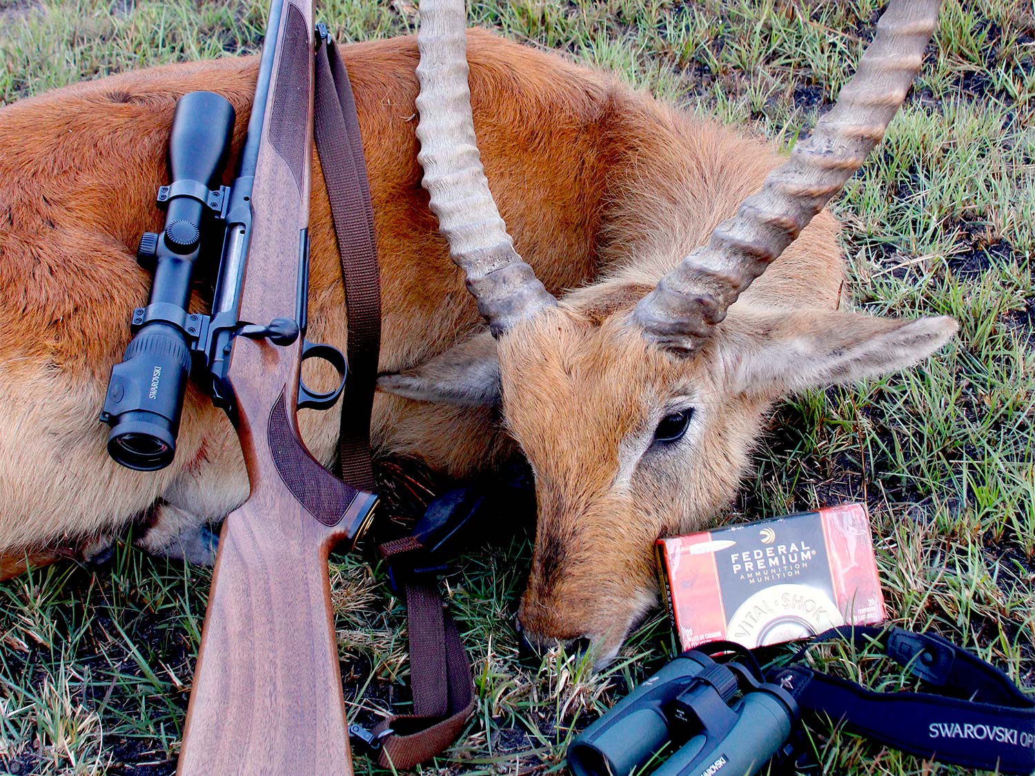 A dead African antelope on the ground with a rifle and ammo leaning against it.