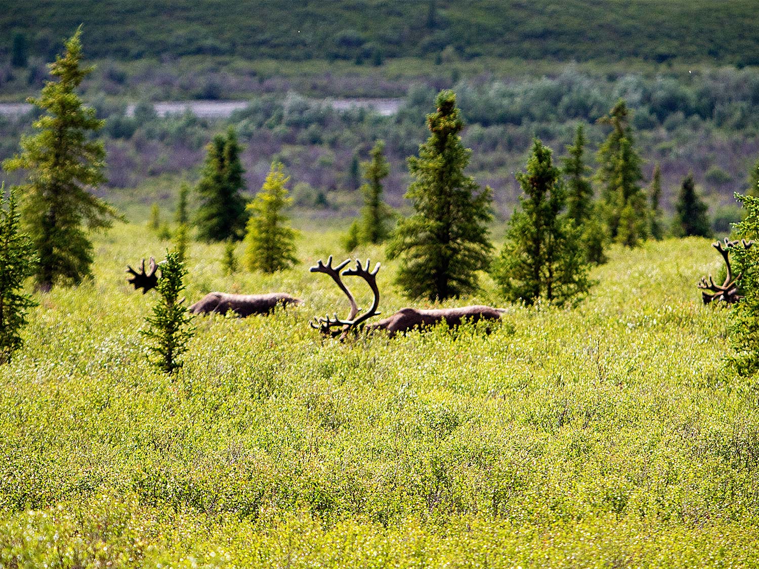 Bull caribou walking through tall grass and timber in Alaska.