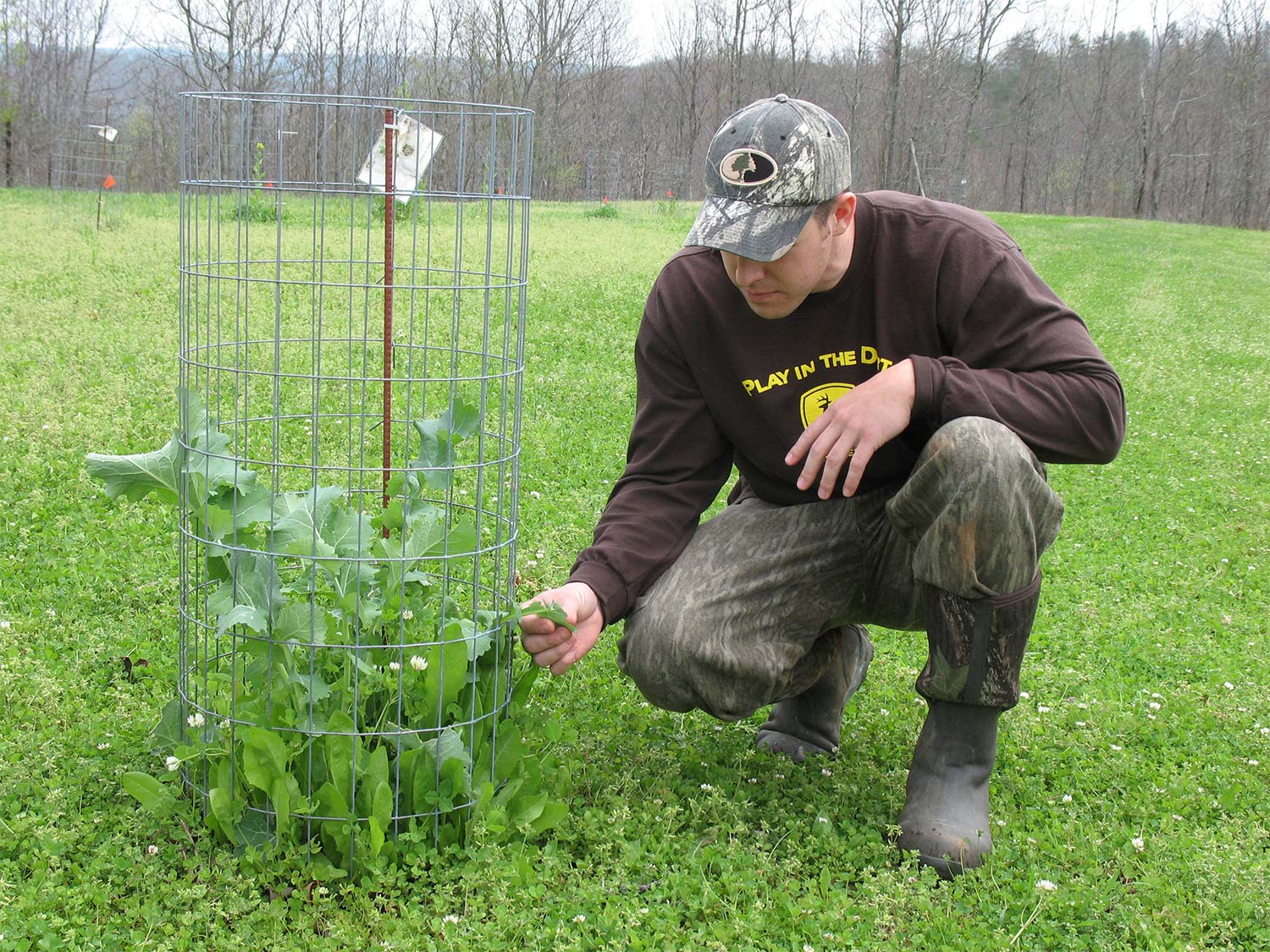 A hunter checks a piece of plant in a field held in an exclusion cage.