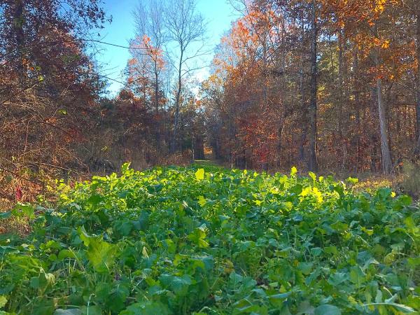 A food plot of brassica plants.