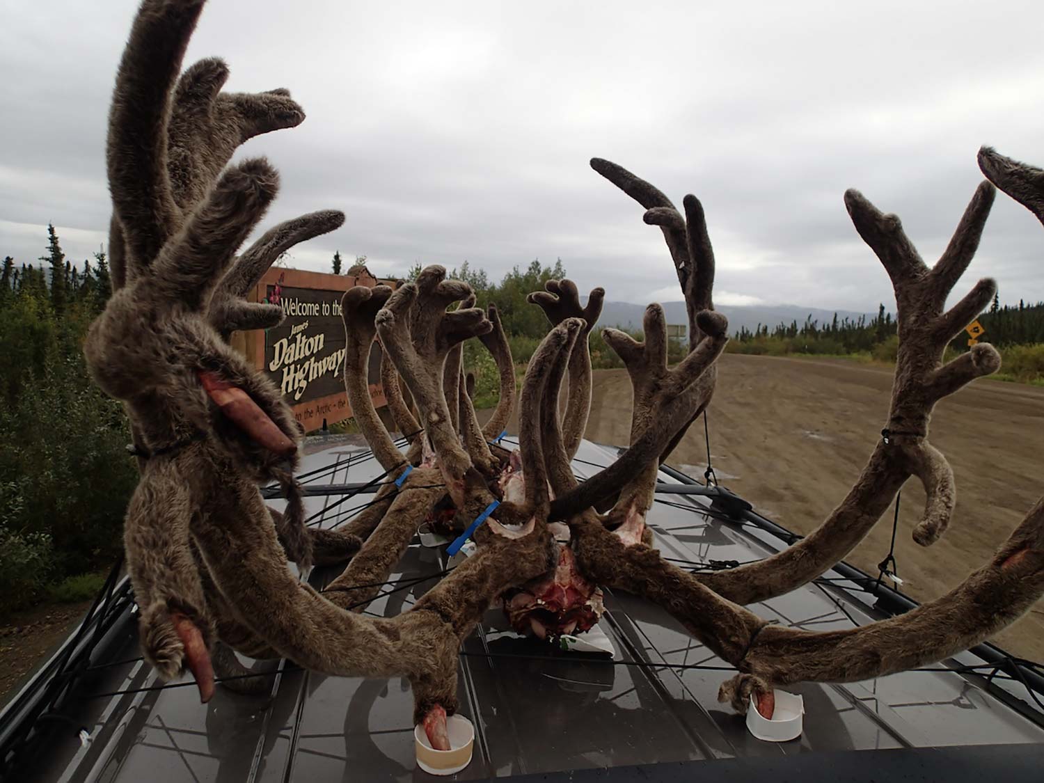 Big game antlers packed onto the top of a vehicle.