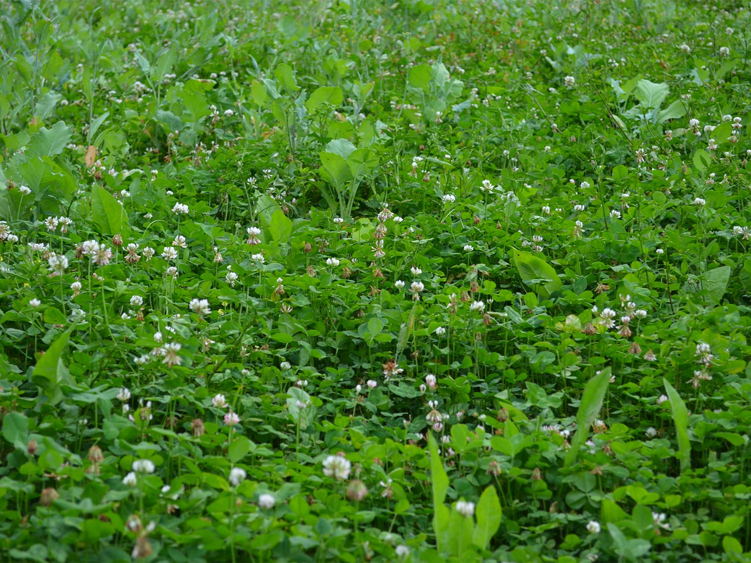 A small field full of clovers for deer.