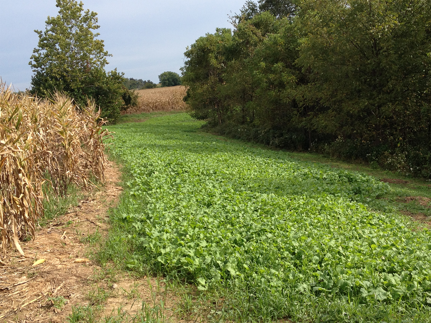 A narrow stretch of deer food plot between a tree line and a corn field.