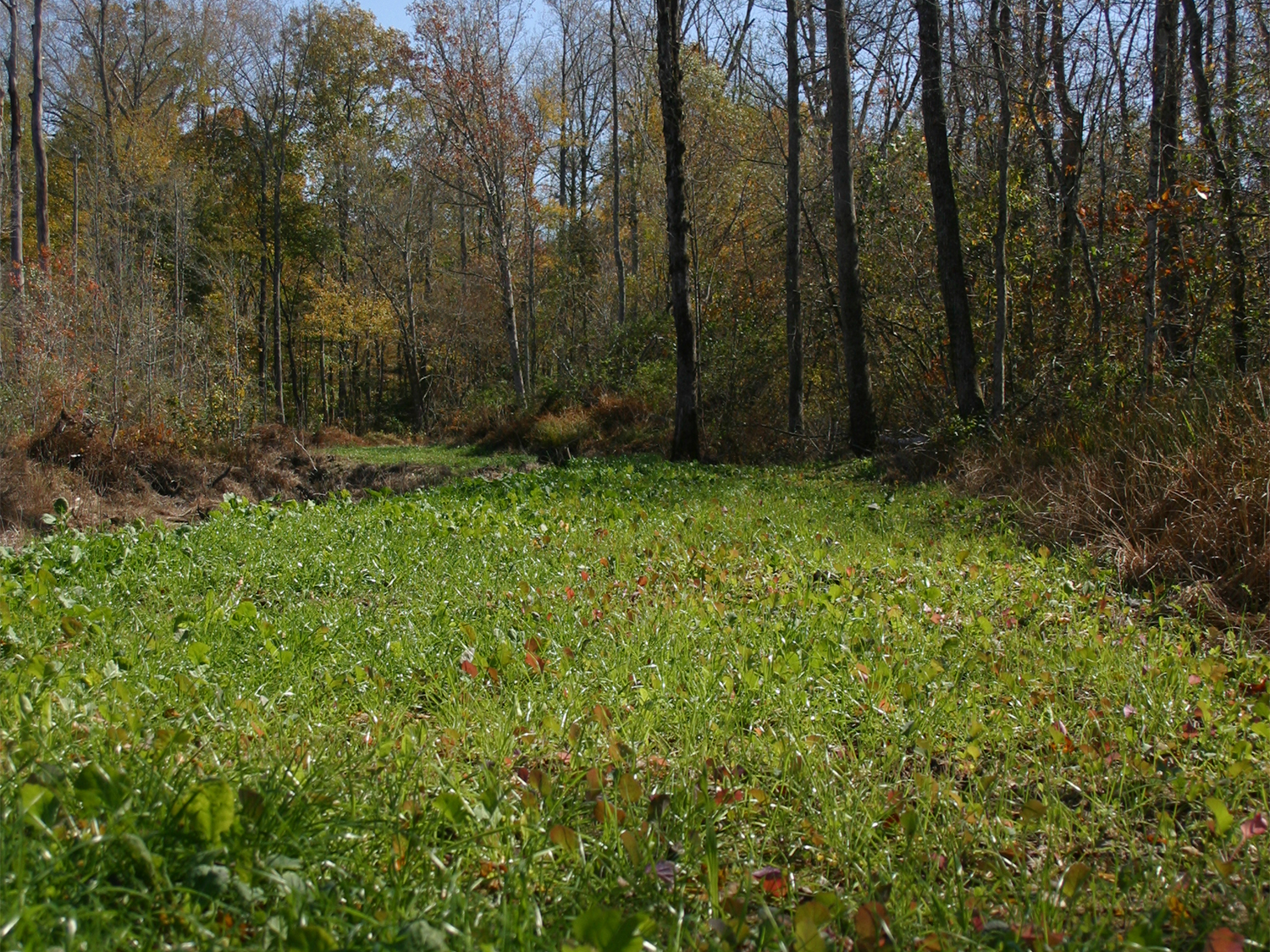 10 Tips For Growing Successful Food Plots (And Keeping Deer on Your