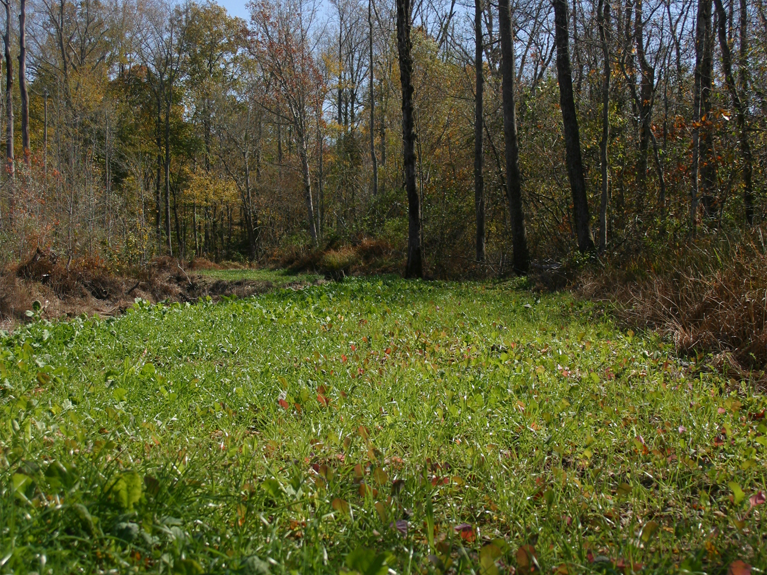 A narrow, long food plot that stretches near a tree line.