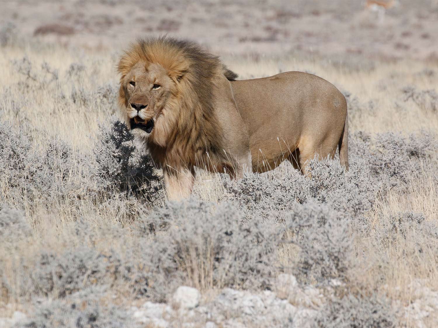 A male lion in the tall grass of an African plain.