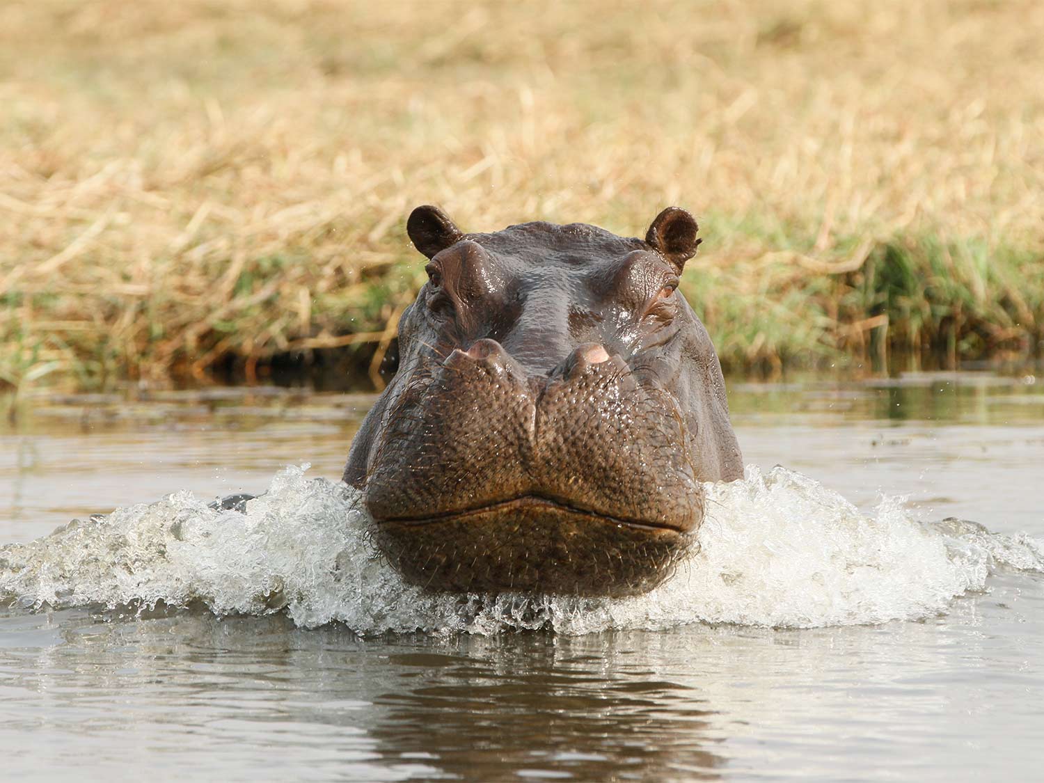 An angry hippo charging at the photographer through the water.