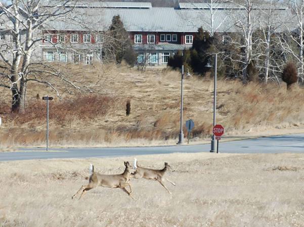 Will a Decrease in Roadkill Mean More Deer in the Woods this Fall?