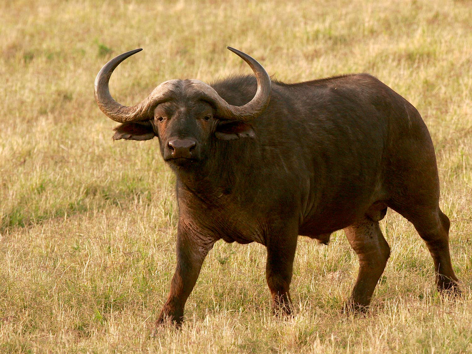 A cape buffalo standing in a field of grass.