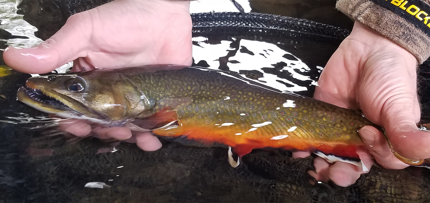 Two hands holding a brook trout in a stream of water.