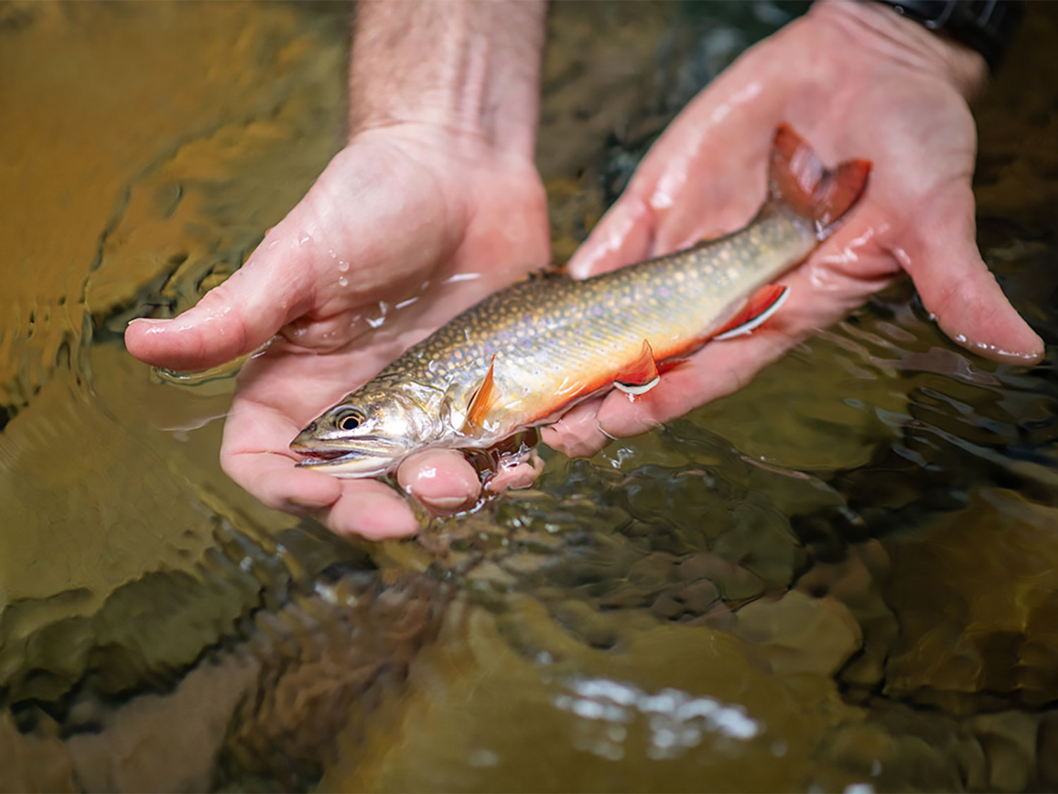 A small brook trout being held i the water by two hands.