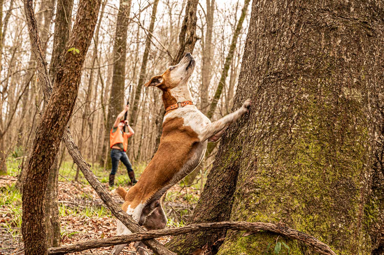 A squirrel hunting dog with front paws on the tree.