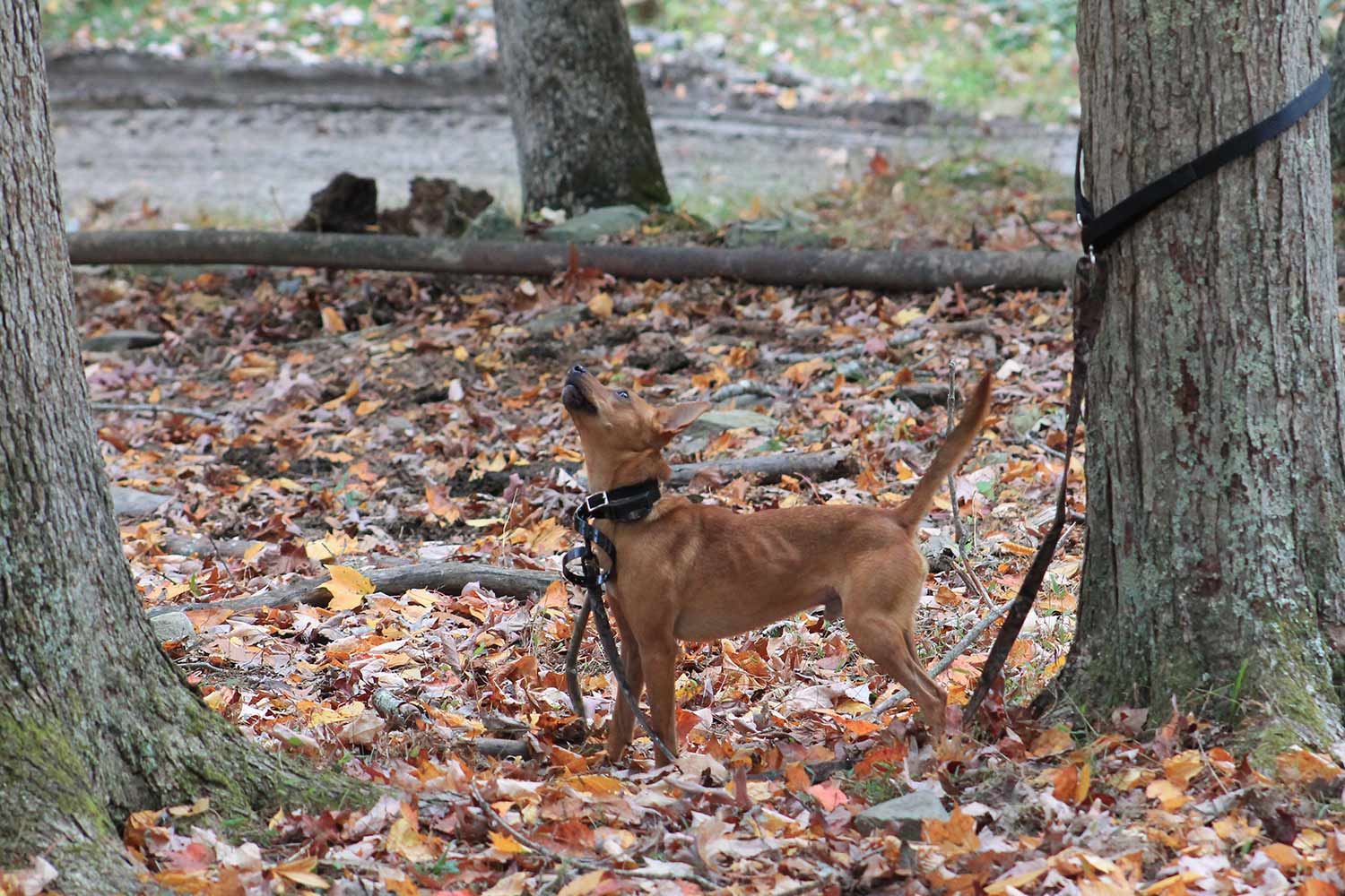 A hunting dog treeing a squirrel and barking.