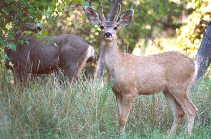 Large mule deer walking through a field and woods.