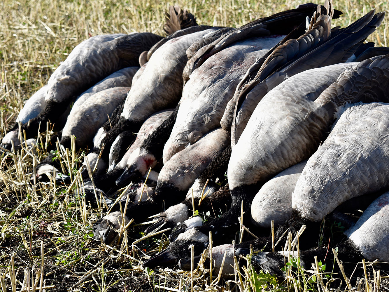 A limit of Canada geese on on the ground.
