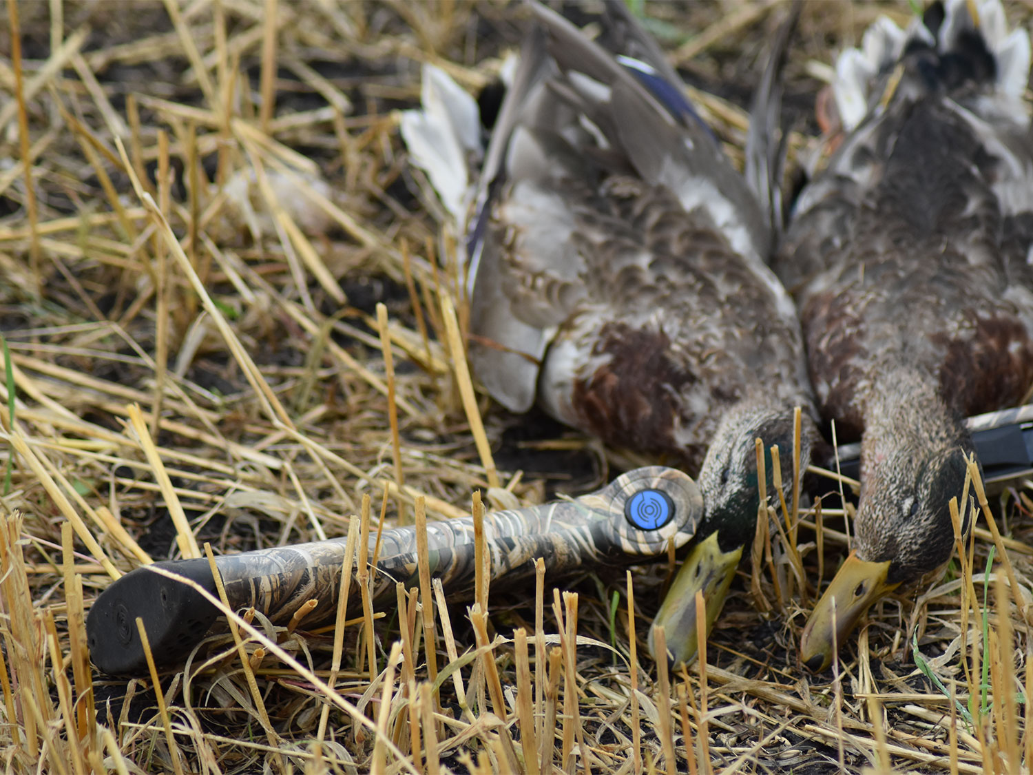Two ducks resting on the stock of a rifle on the ground.