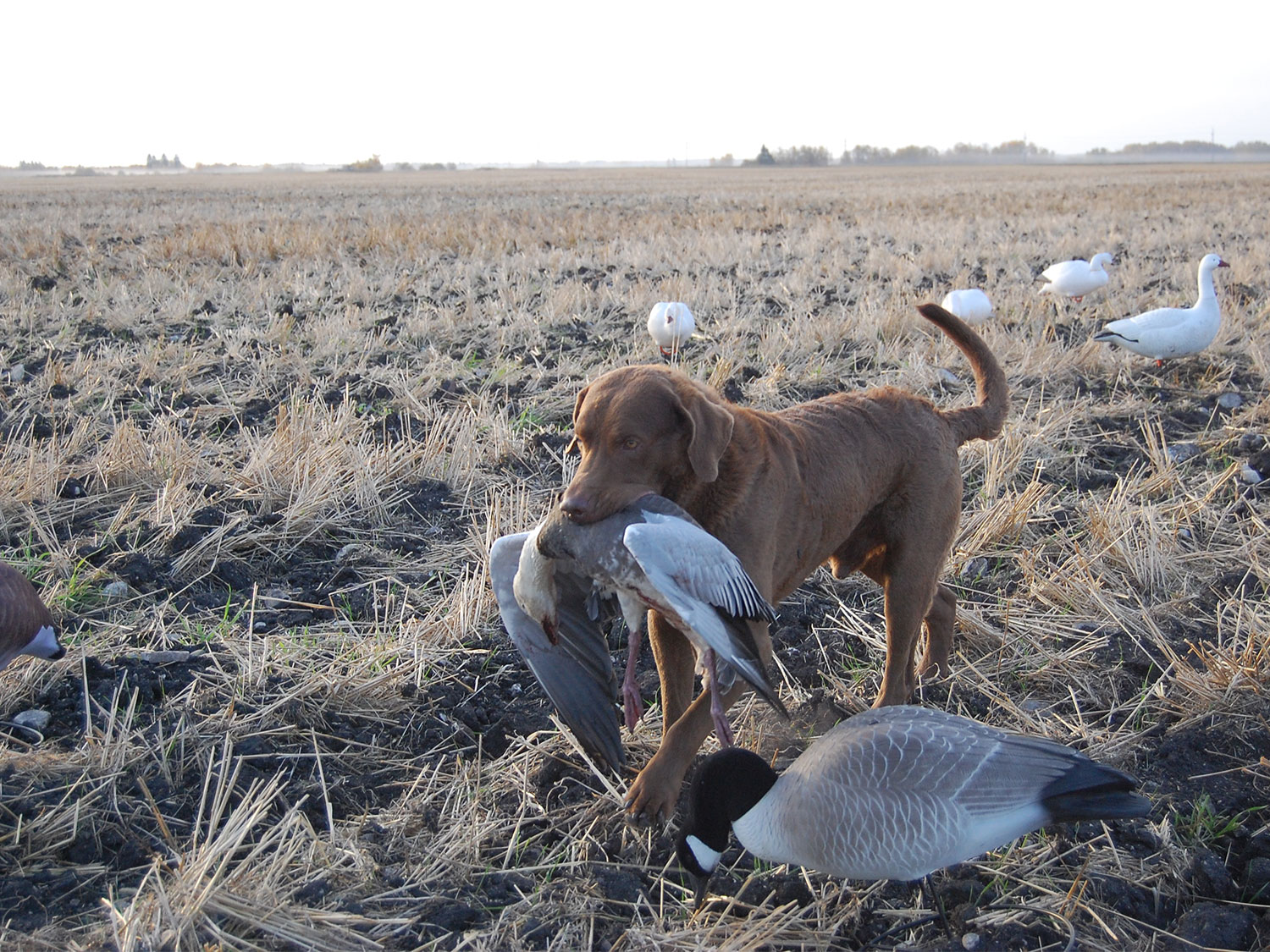 A hunting do retrieving ducks from a field.