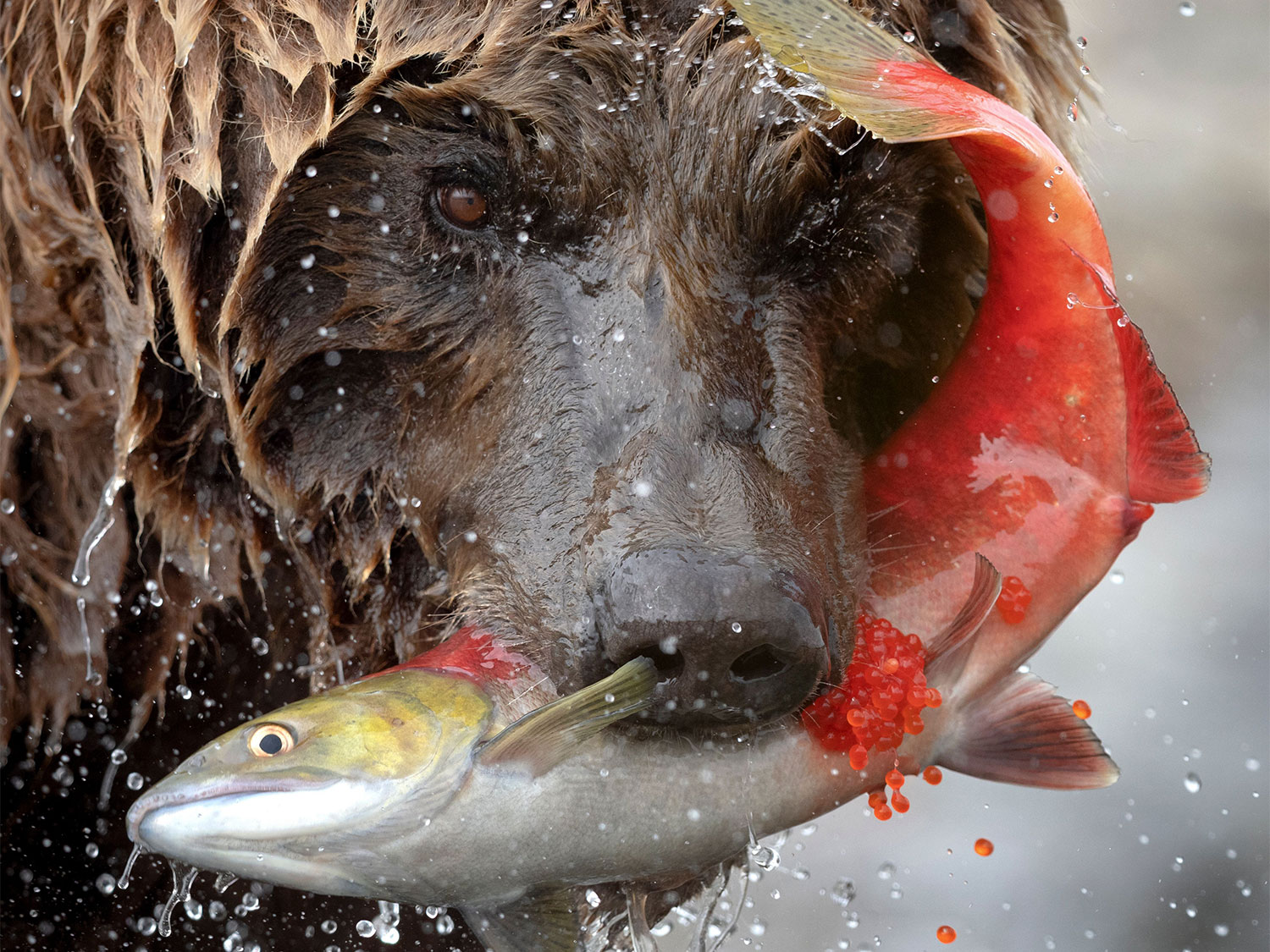 A bear biting into a salmon.