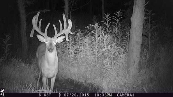 4 Technical Aspects of Trail Cameras You Should Know Before Buying One