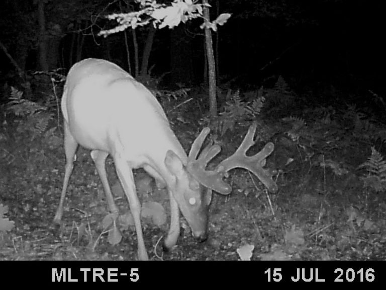 Black and white trail cam photo of a full velvet whitetail deer at night.