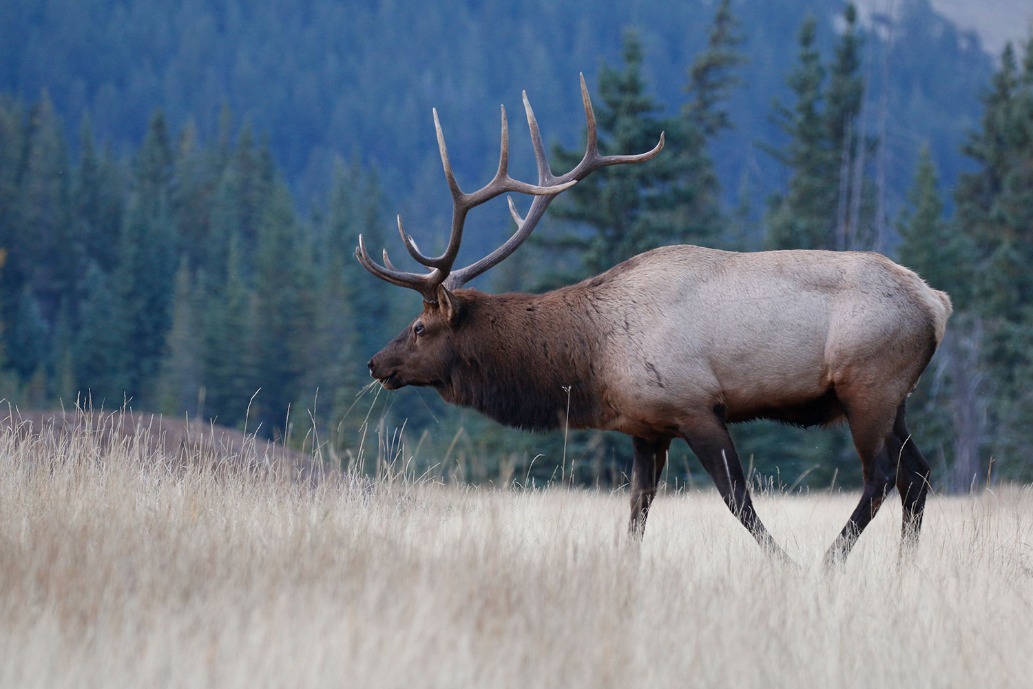 A large elk walking through a field.