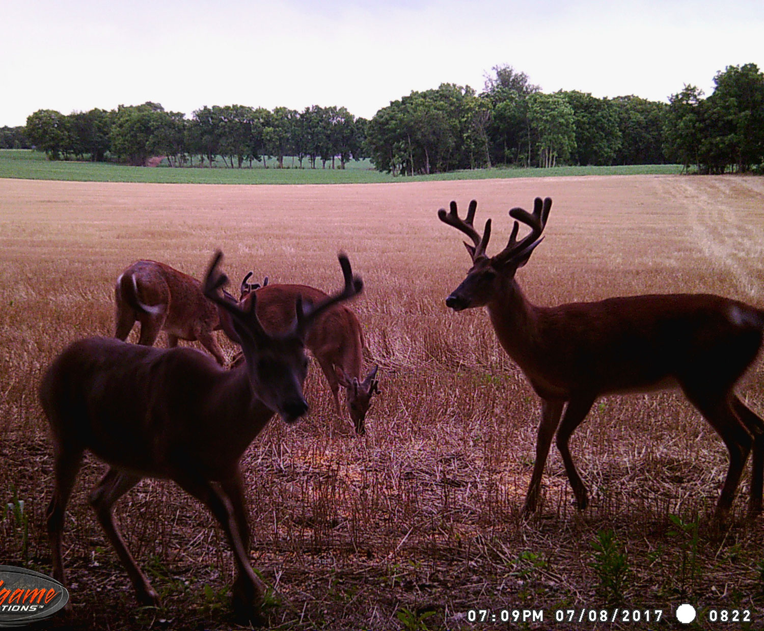 Trail camera photograph of full velvet whitetail deers in a food plot.