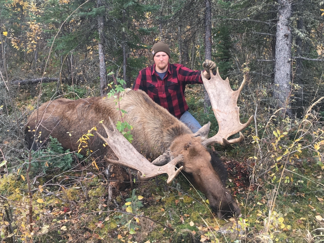 A hunter kneeling behind a large moose.