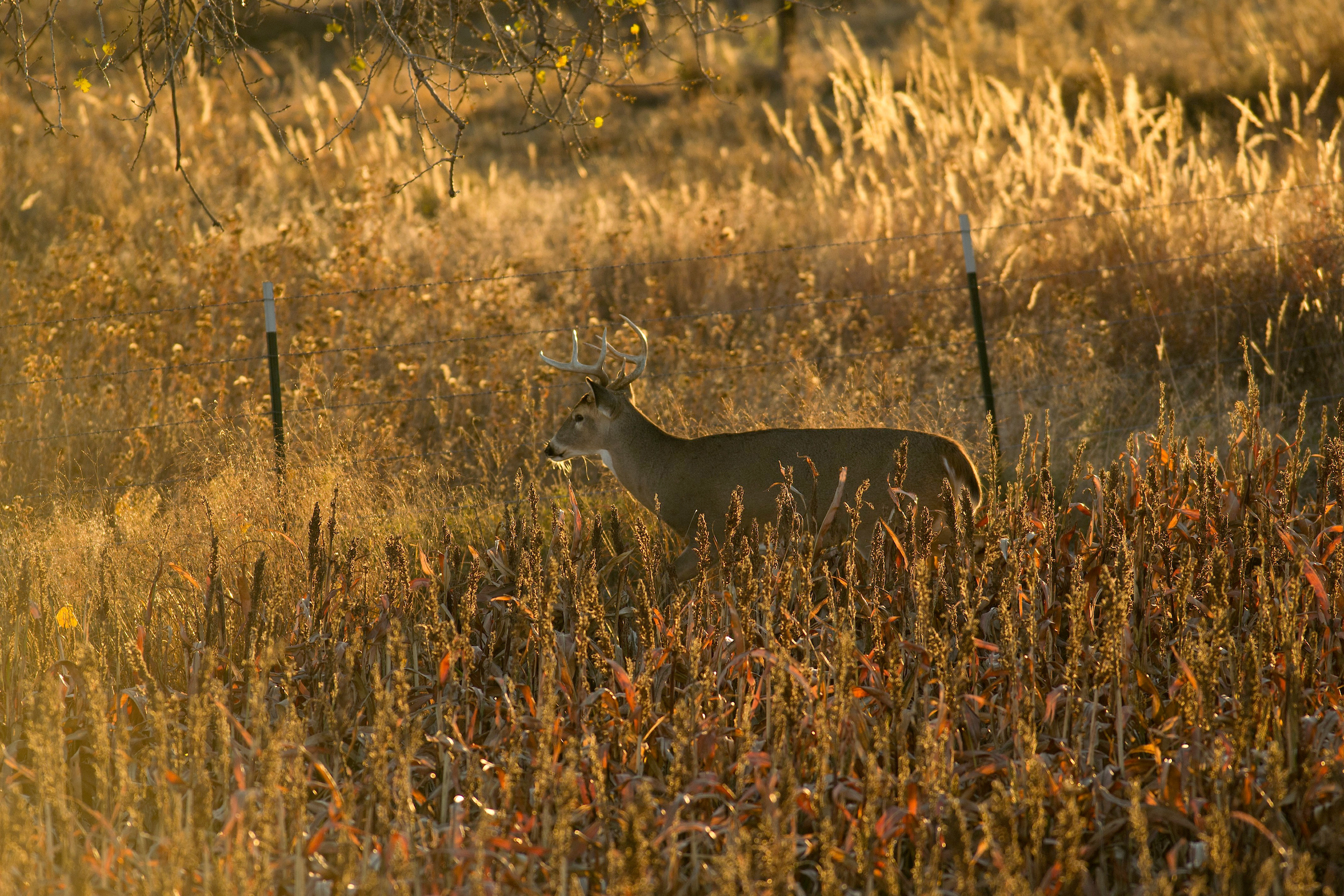 whitetail buck walking alongside a barbed wire fence during golden hour