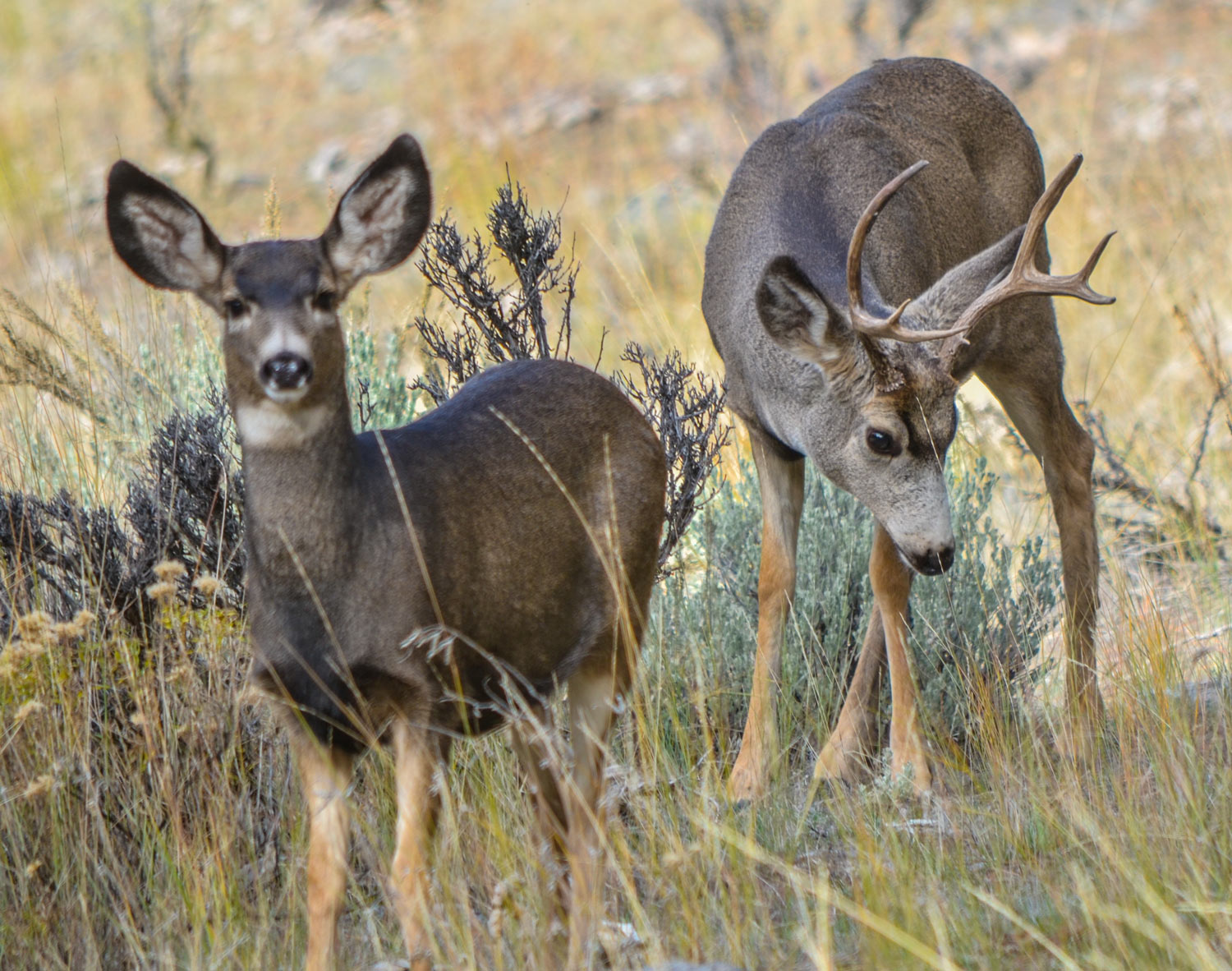 Two blacktail deer in an field.