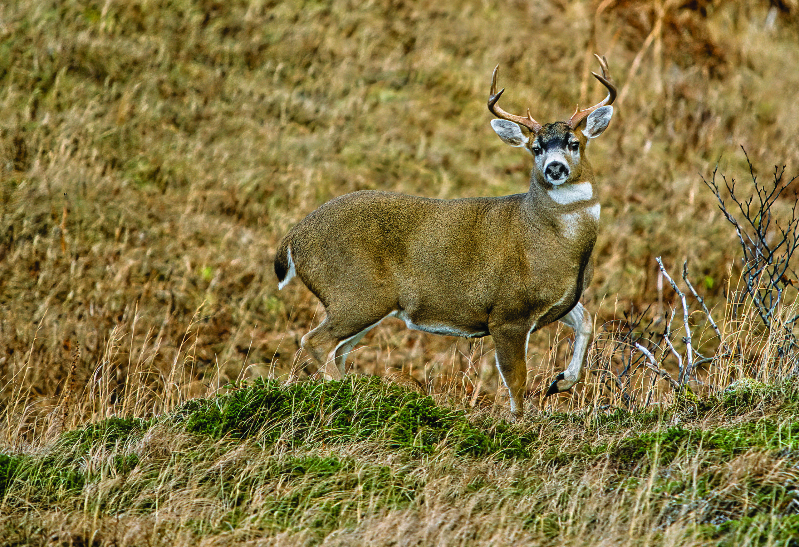 A blacktail deer on a hillside.