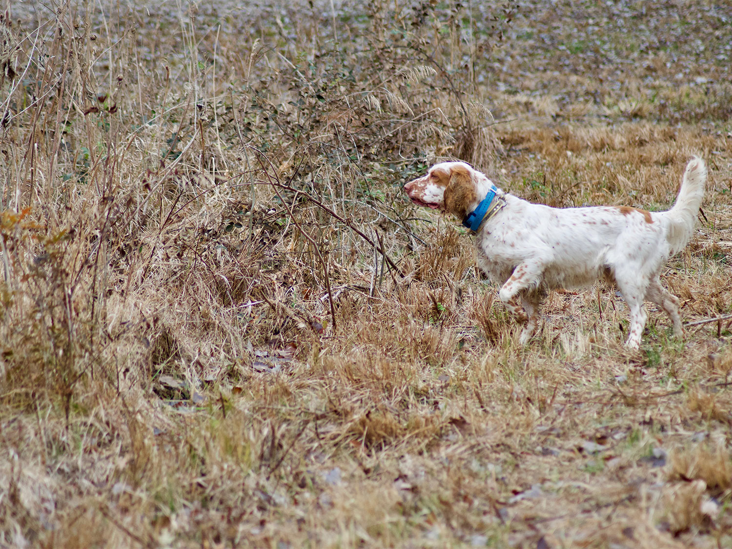 A hunting dog pointing in an open field.
