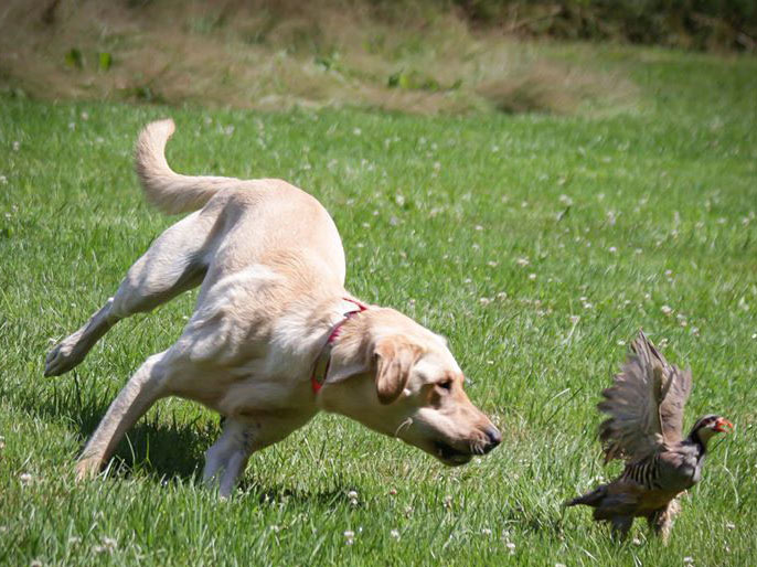 A hunting dog running through an open field chasing after a bird.