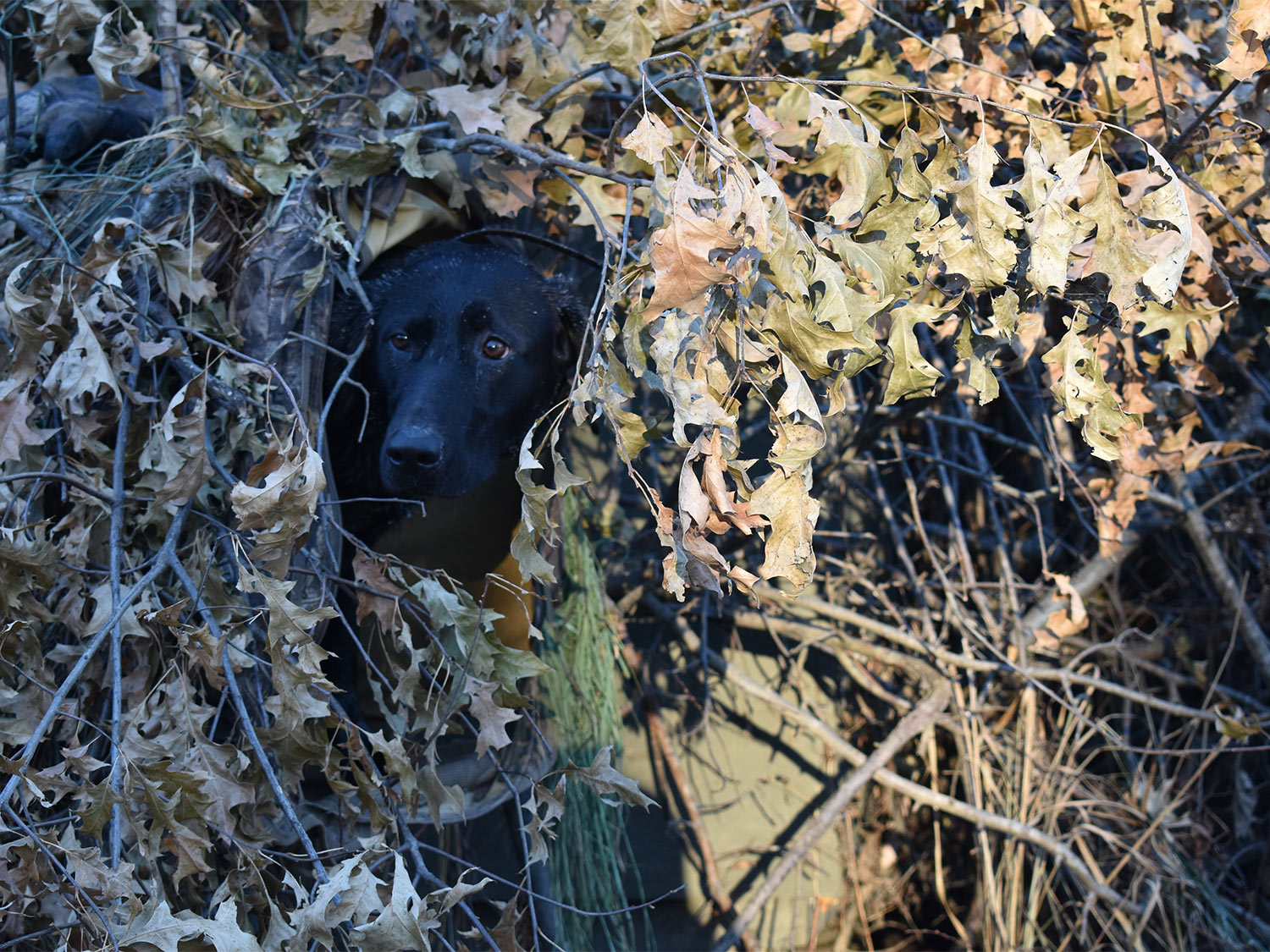 A hunting dog concealed in a hunting blind.