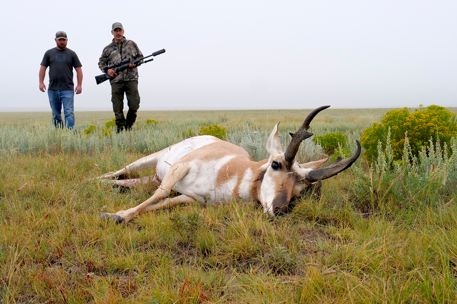 Two hunters, one holding a rifle, walk up on a downed pronghorn antelope in an open field.