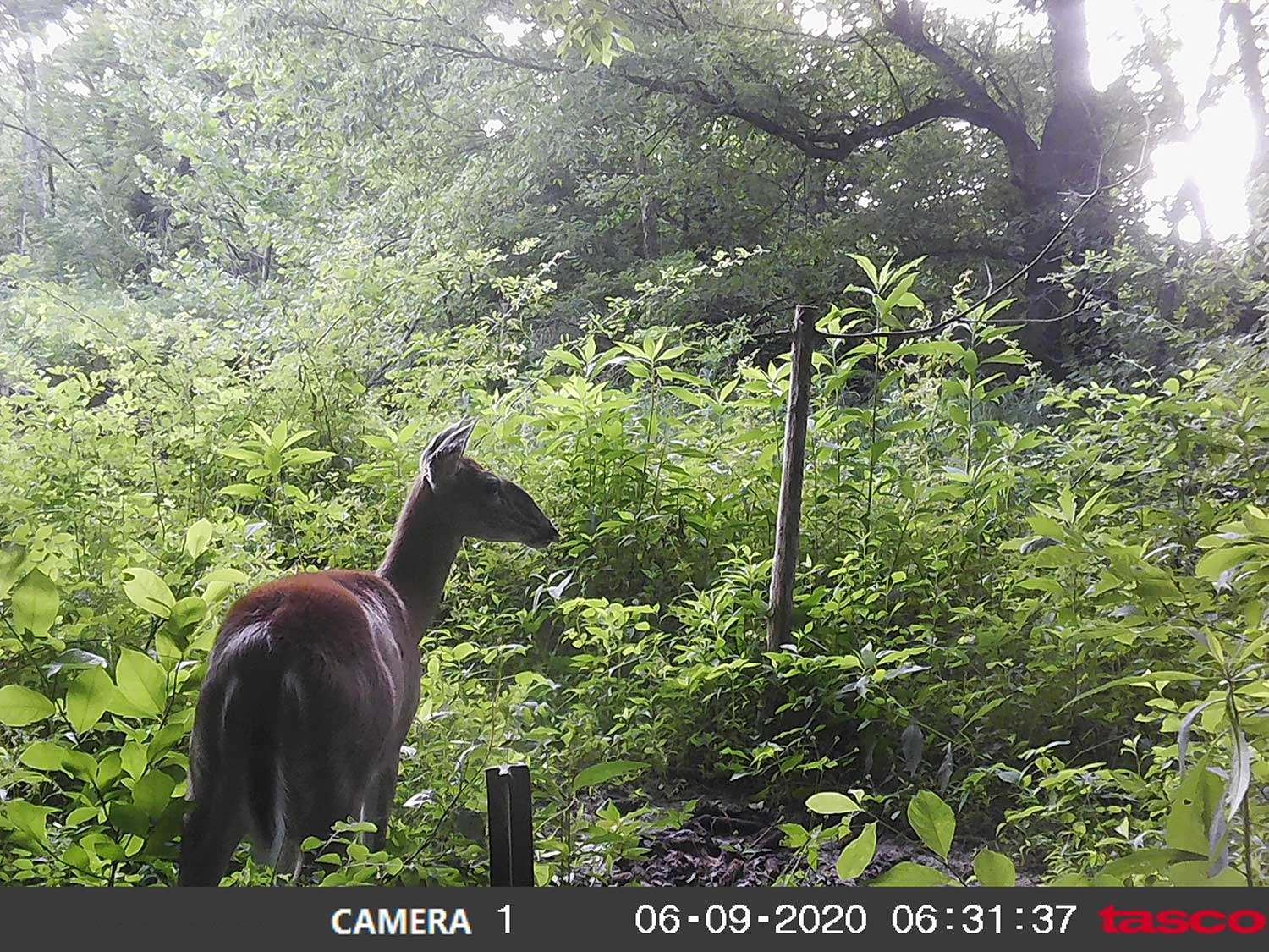 Trail cam footage of a deer in tall grass.