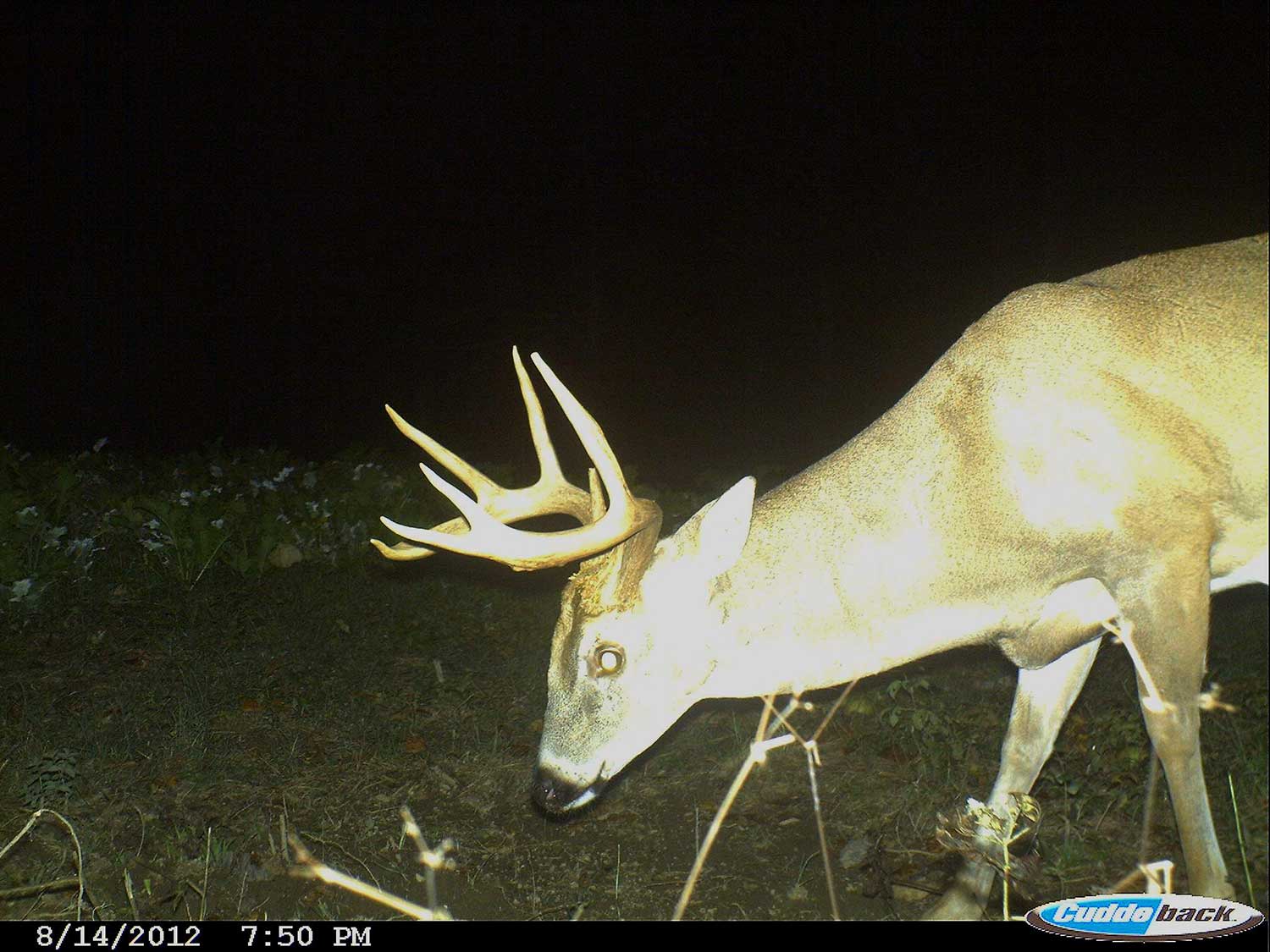 A trail camera photograph of a whitetail buck in the nighttime.