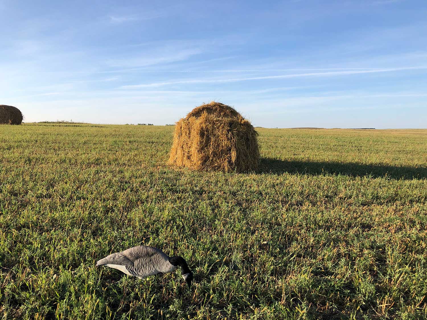 A goose decoy in an open field with a hay bale in the background.