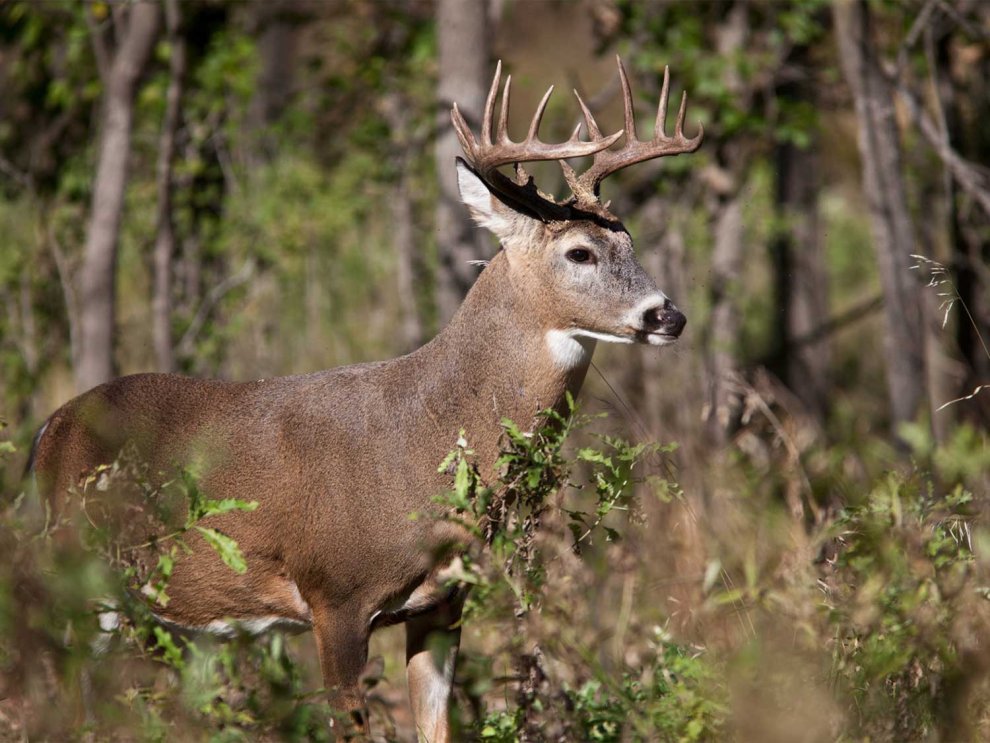 10 Things Hunters Think Spook Deer, But Usually Don’t
