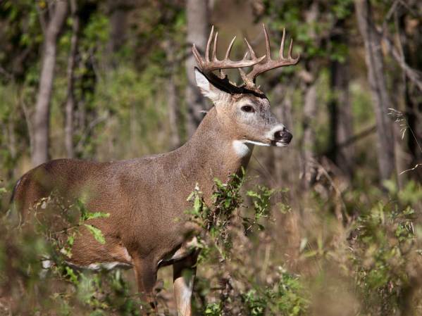 Busted: 10 Myths About Scaring Off Deer