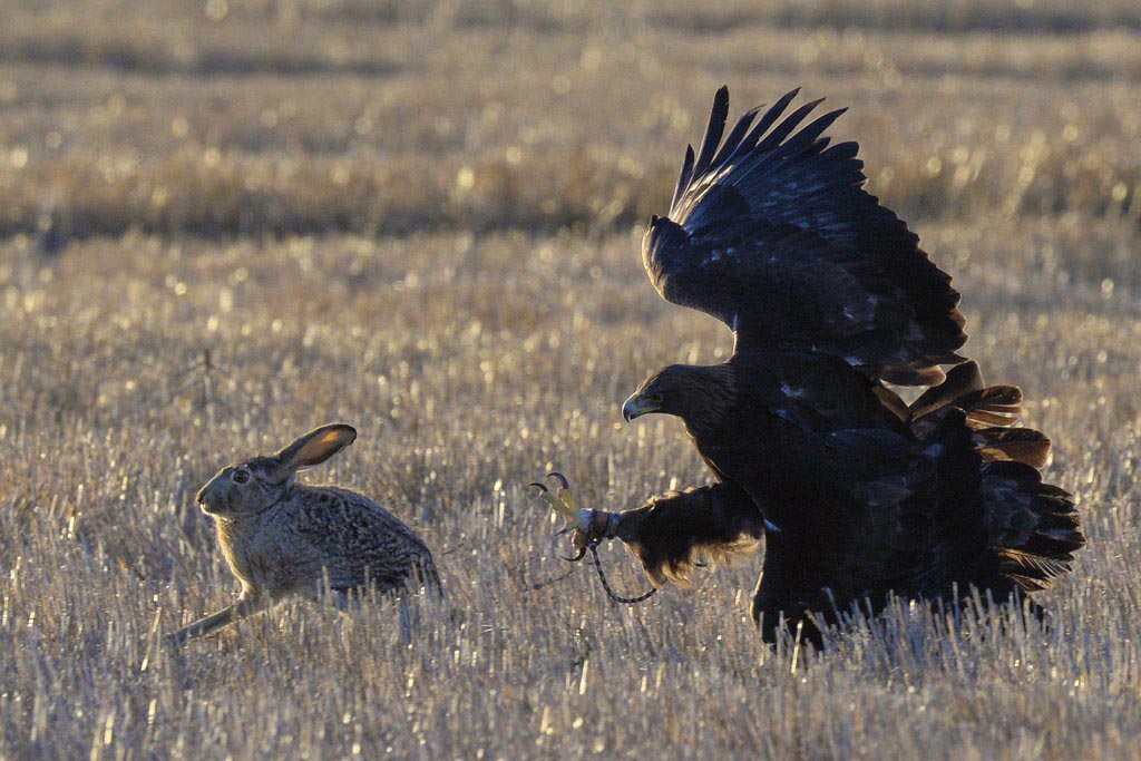 A golden eagle pursues a small rabbit in an open field.