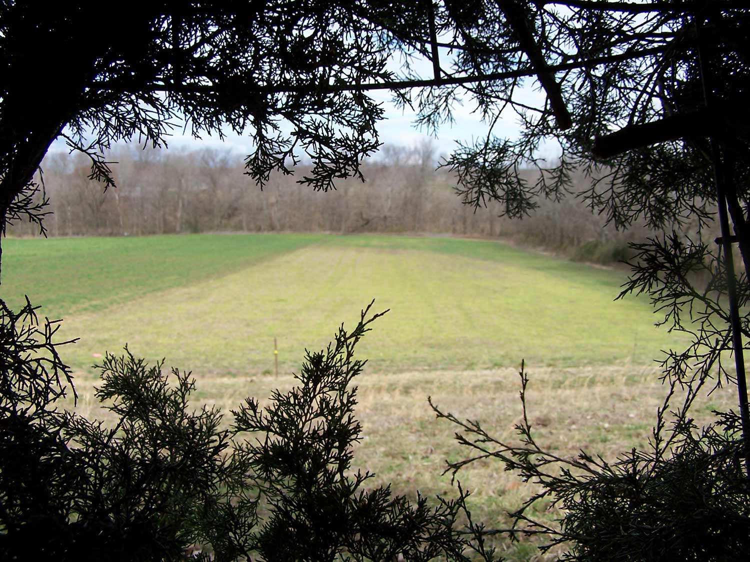 A large food plot and open field.