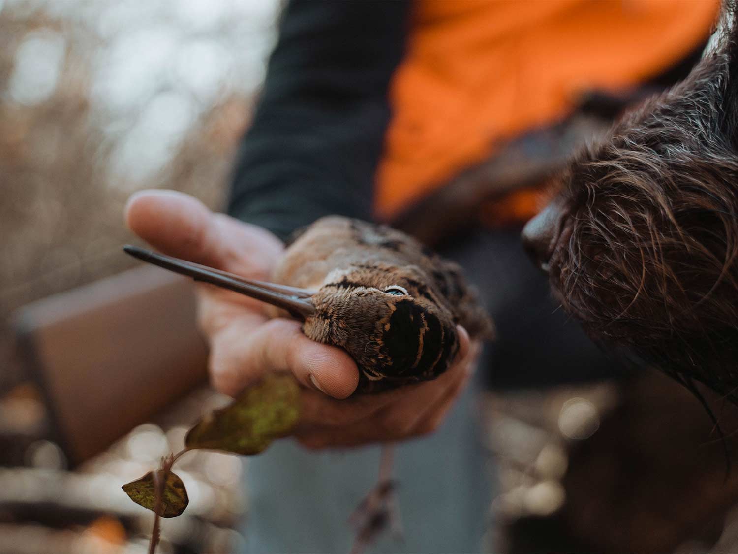 A small woodcock bird in the hand of a hunter.
