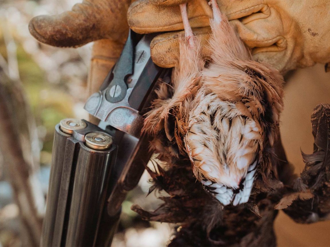 A woodcock and a shotgun being held by a hunter.