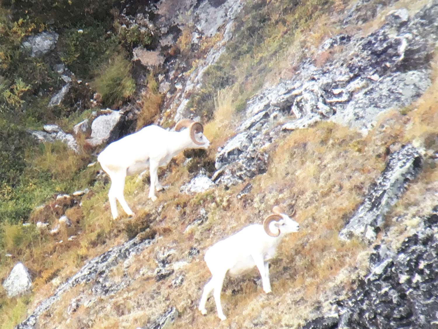 Two white dall sheep on a rocky hillside.